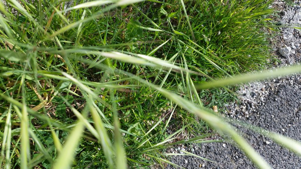 Cos''?  Bromus sp. (Poaceae)